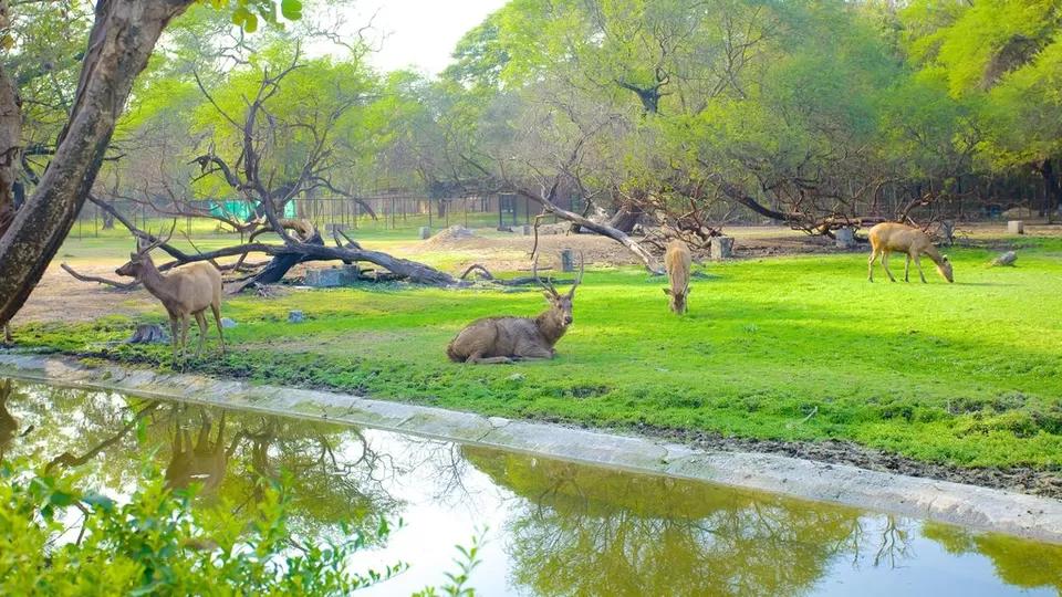 Rajiv Gandhi Zoological Park (Katraj Zoo) — photo 1