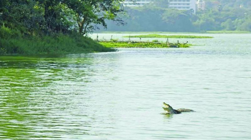 Powai Lake — photo 2
