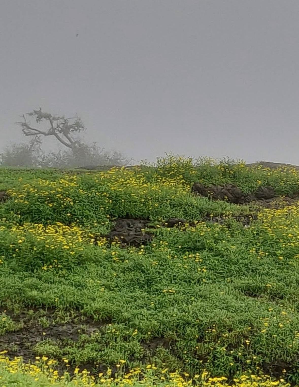 Lion's Point — photo 5