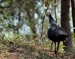 Rajiv Gandhi Zoological Park (Katraj Zoo) — photo 3
