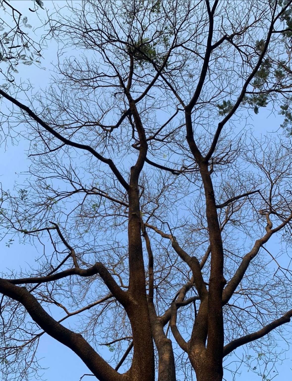 Dehene Eco-Camp — photo 4